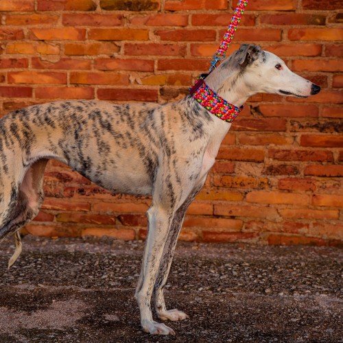 Coleira para cães Pappy Galgo Speedy com chocolates