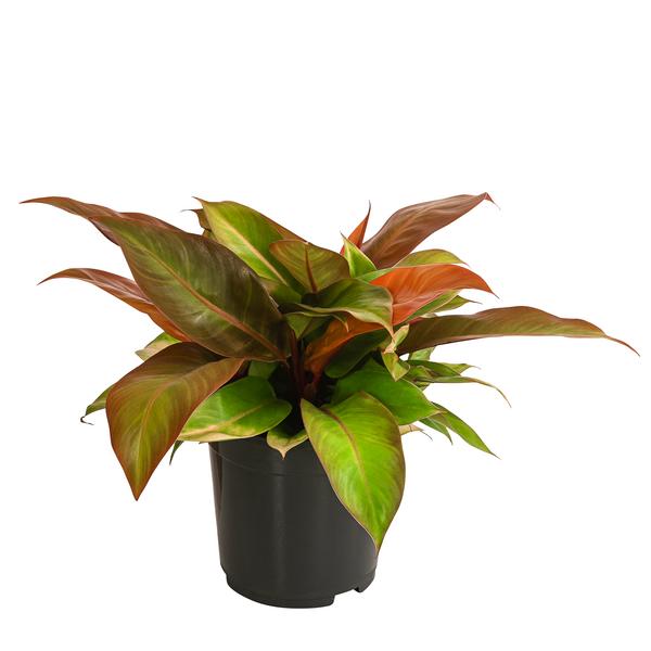 Baumfreund - Philodendron 'Prince of Orange'