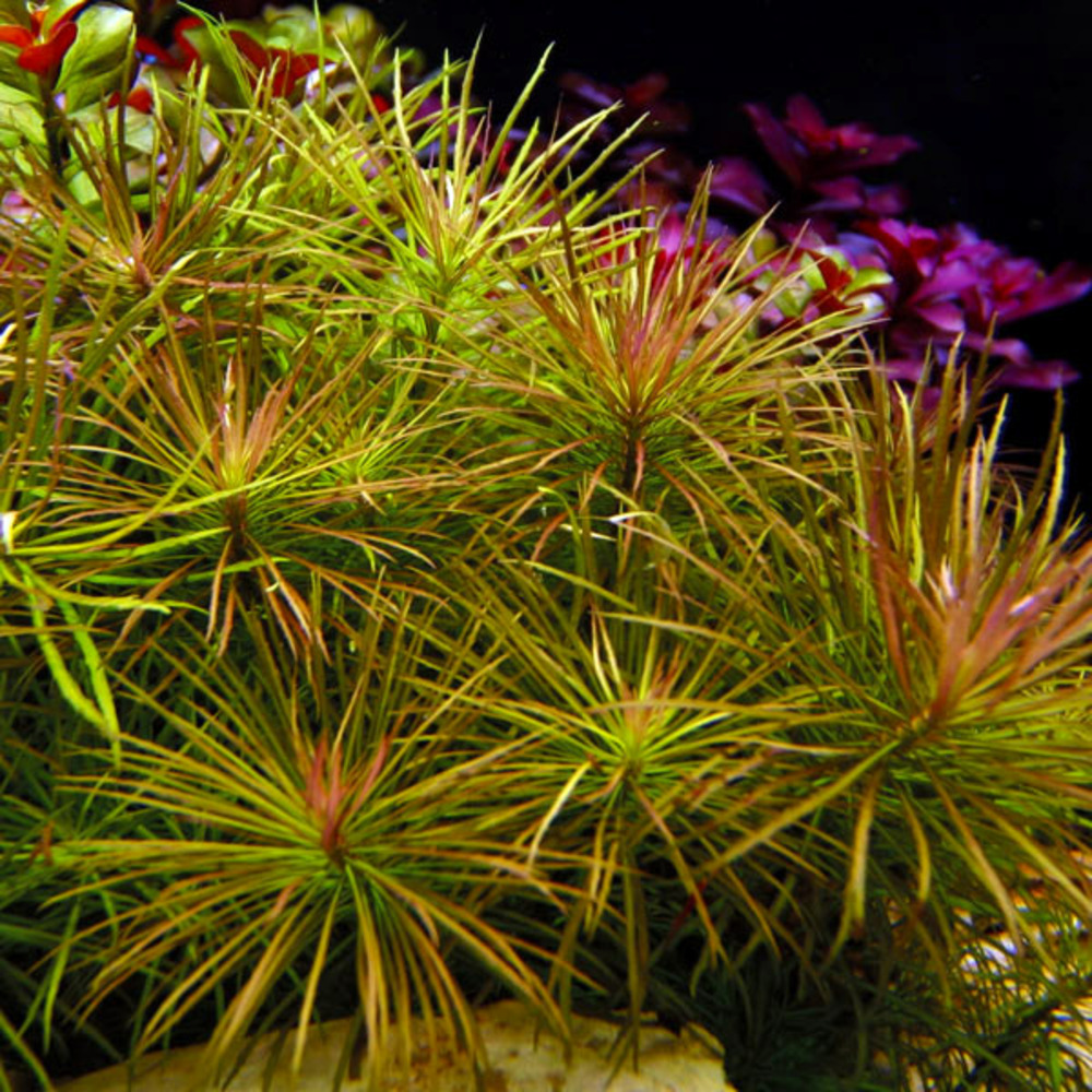 Pogostemon stellatus
