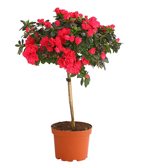 Zimmerazalee - Rhododendron simsii,