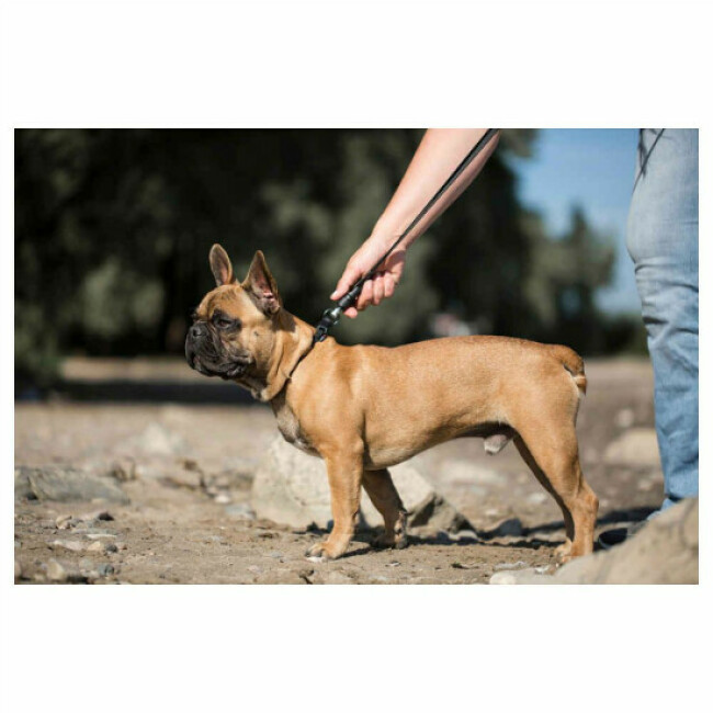 Laisse aimantée GoLeyGo Vegas pour chien