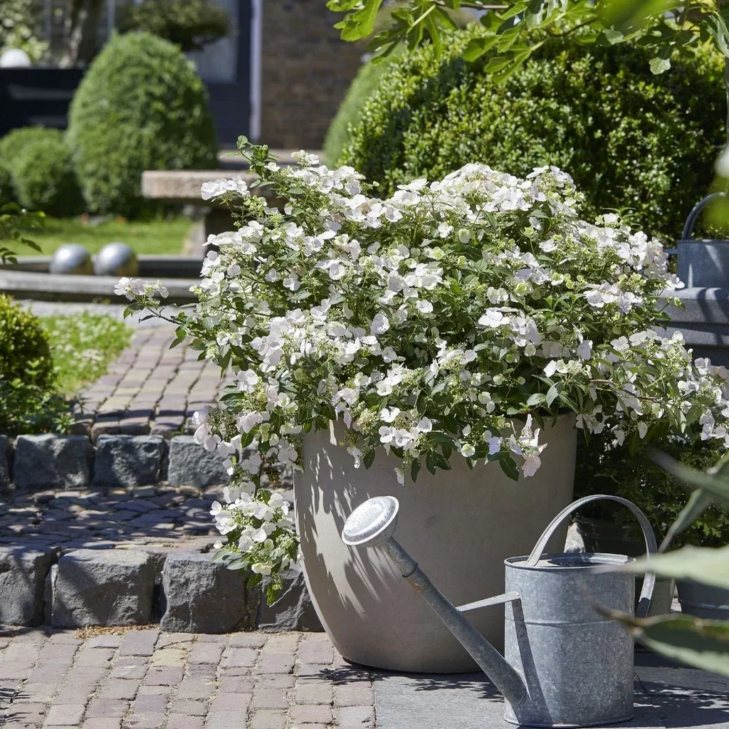Hydrangea RUNAWAY BRIDE SNOW WHITE ('Ushyd0405') Hortensia RUNAWAY BRIDE SNOW WHITE Ø24 cm