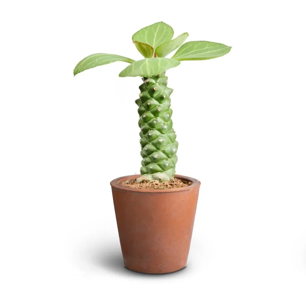 Grønne planter i potter Høyde 15 cm