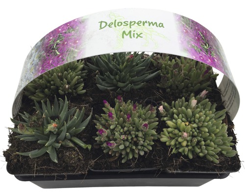 IJsplant FloraSelf Delosperma cooperi Ø 7 cm Pot 6 st