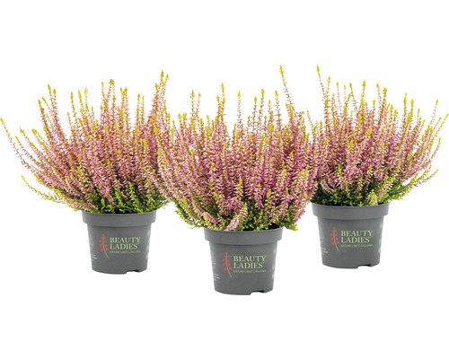 Bud Heather Mix FloraSelf Calluna vulgaris 'Beauty Ladies' Ø 11 cm pot, willekeurige variëteitselectie, effen kleur