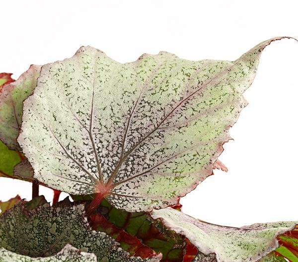 Blattbegonie - Begonia rex-Hybride,
