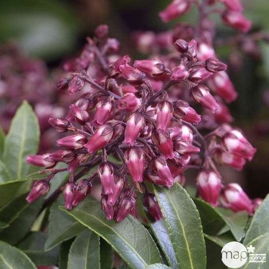Pieris japonica ' Passion' : H. 40/50 cm ctr 6L