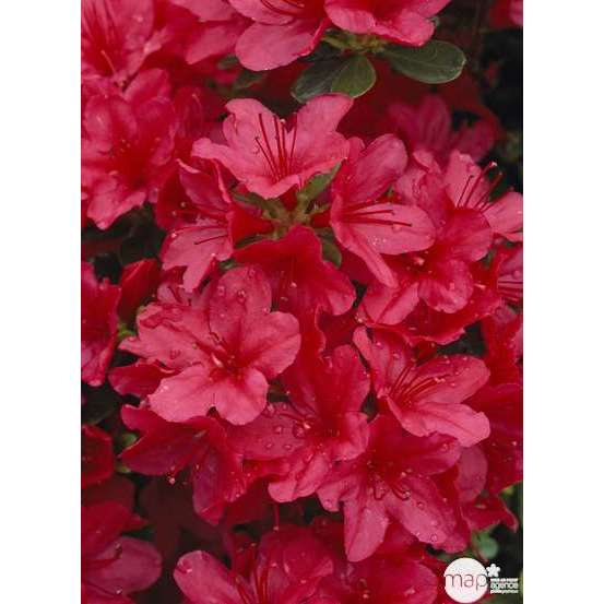 Azalea japonica : H 30/40 cm, ctr 5 L