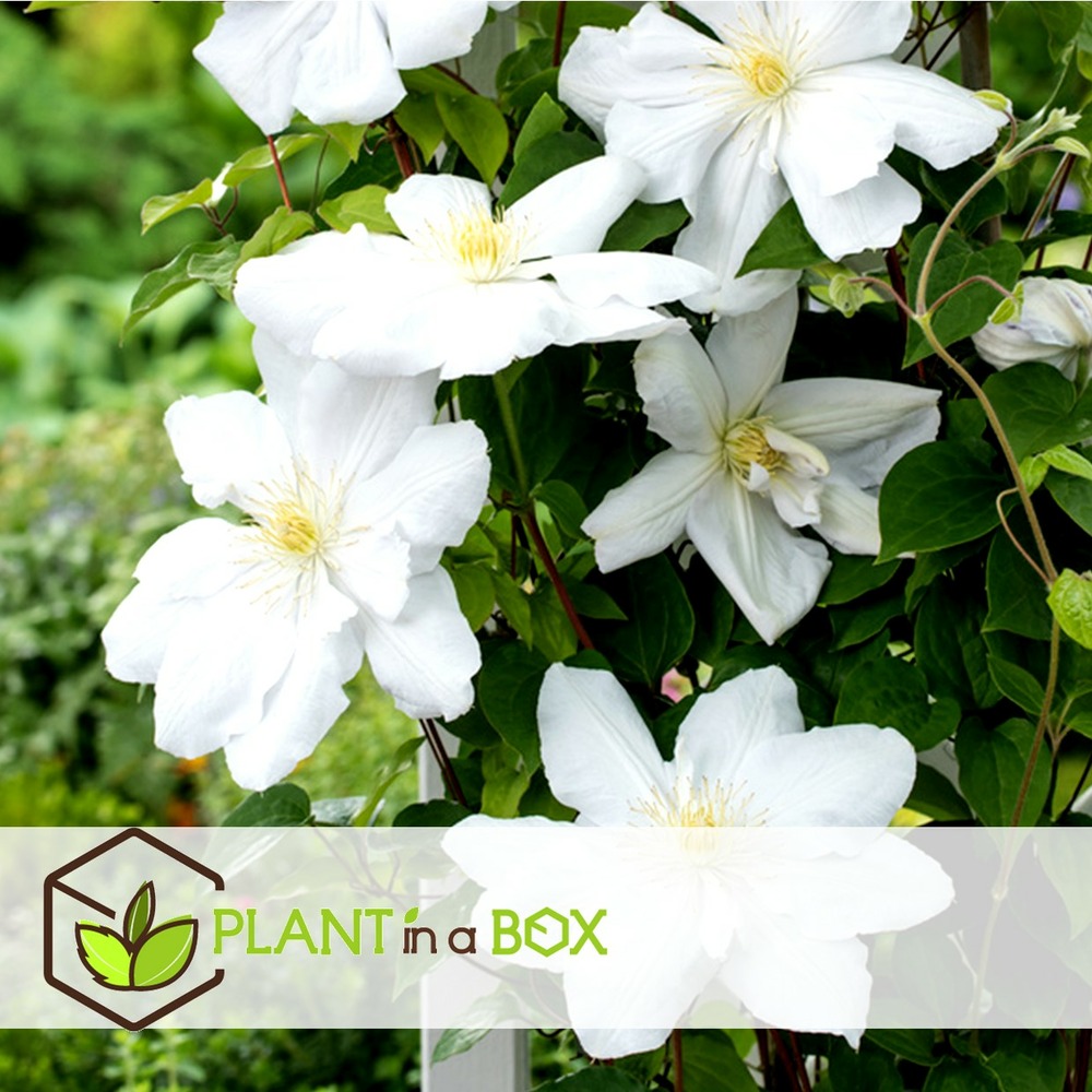 Mélange de 6 clematis - plantes de jardin - pot 9cm - hauteur 25-40cm