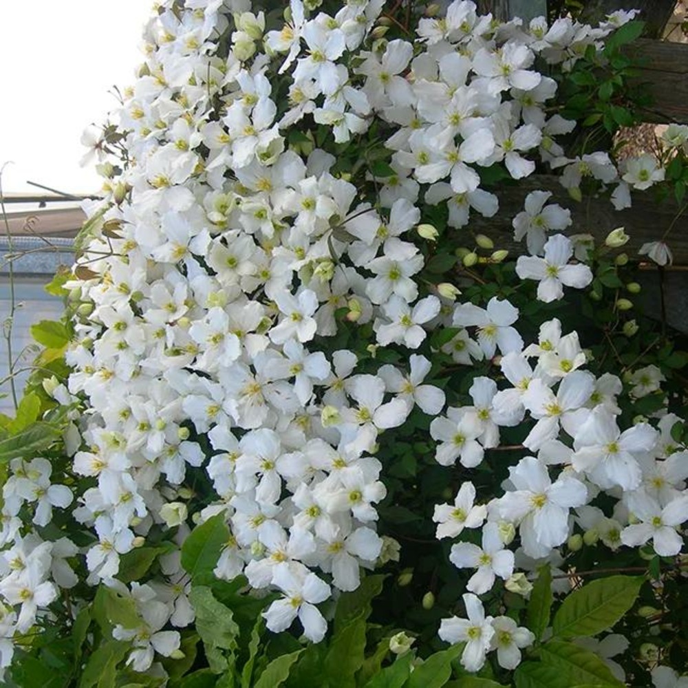 Clématite 'spooneri' - clematis montana 3l