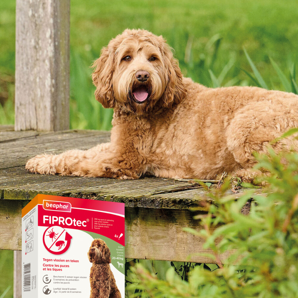 Beaphar Fiprotec Anti Teken- en Vlooiendruppels Hond 20 - 40 kg4 stuks