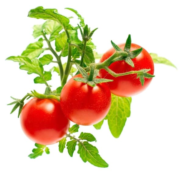 Click & Grow Smart Garden refill Mini Tomato 3stk