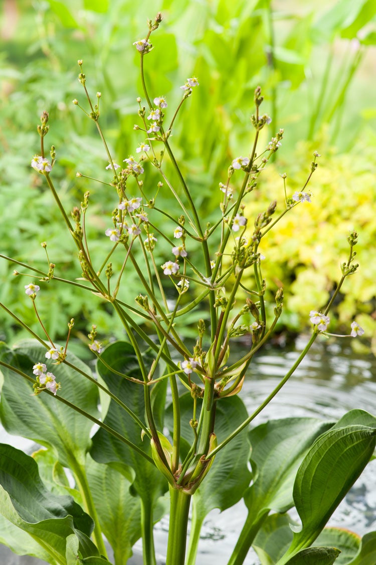 Waterweegbree (Alisma parviflora) D 9 H 20 cm