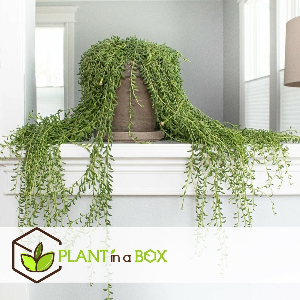 Senecio radicans - set de 2 - banana-string - pot 12cm - hauteur 10-20cm