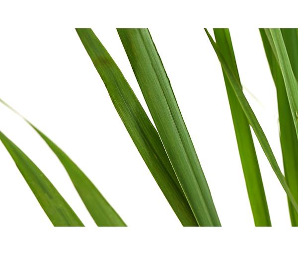 Rutenhirse 'Northwind'
