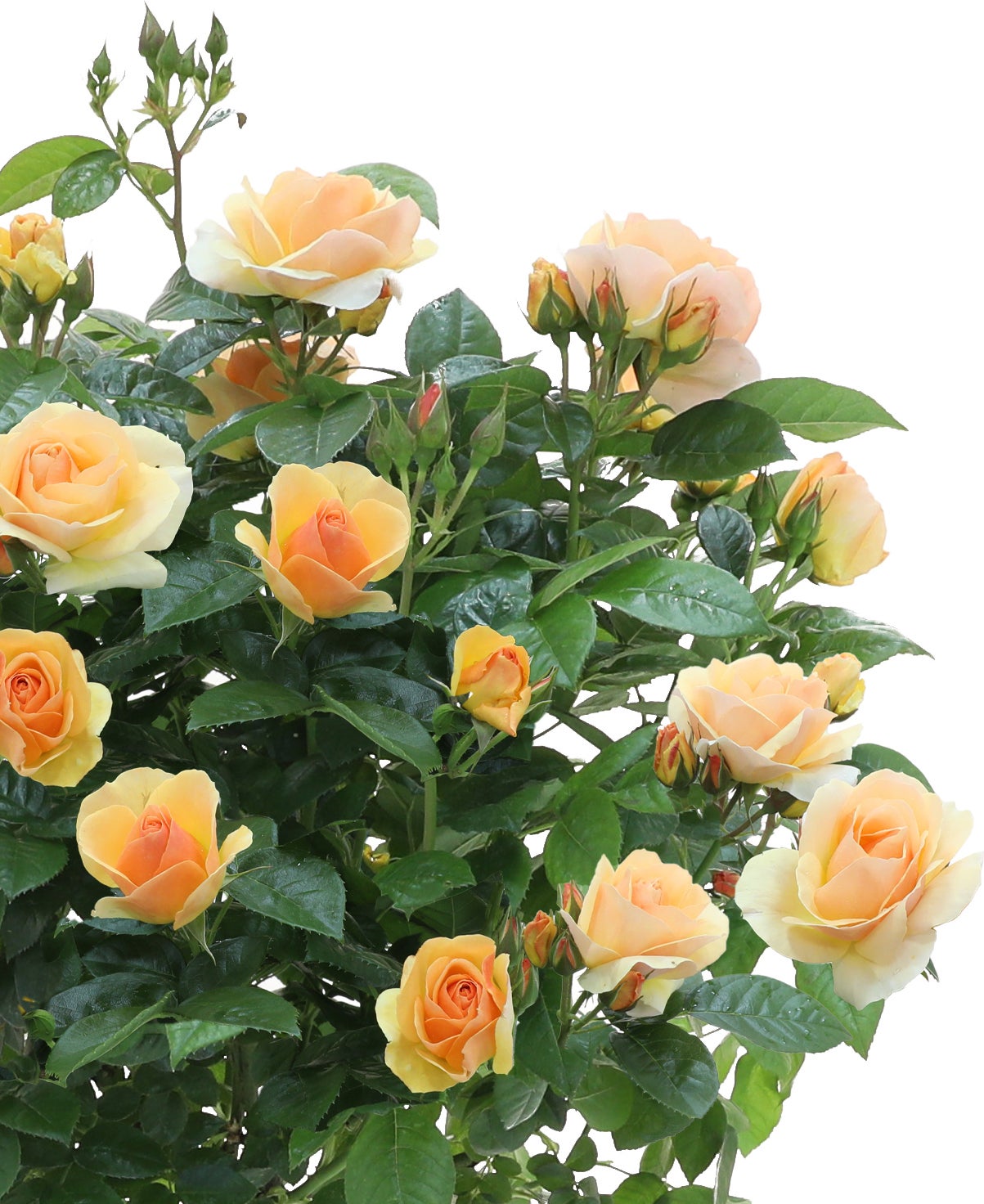 Struikroos (Rosa 'Hansestadt Rostock') D 19 H 10 cm