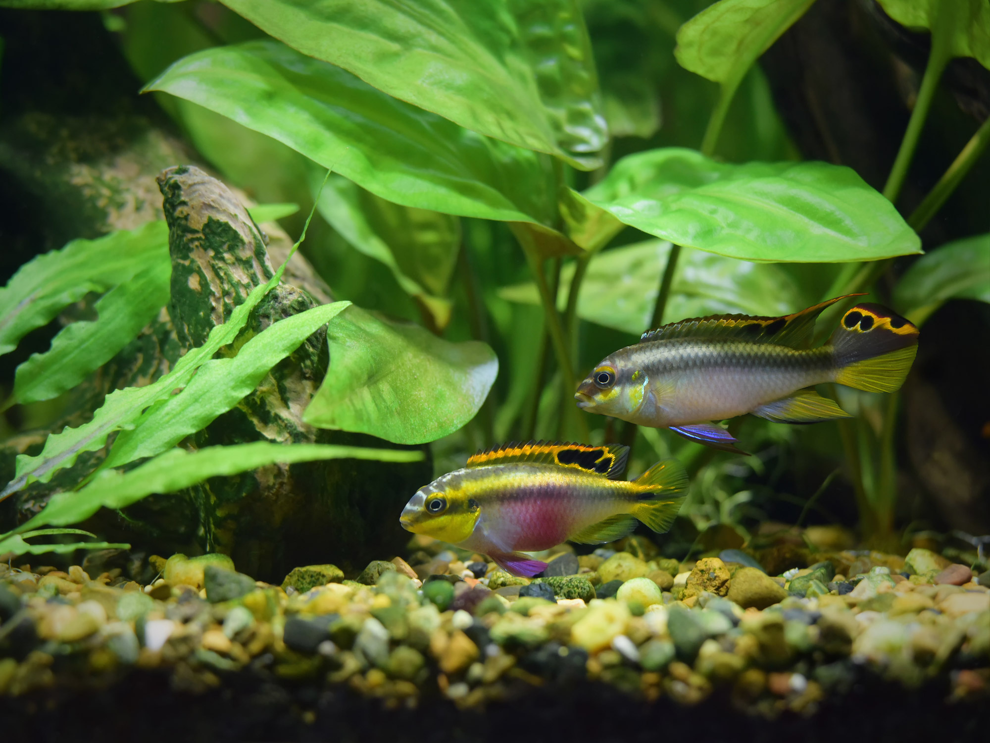 Superfish Aquarium Quadro 40 Pro Wit incl. lamp en filter