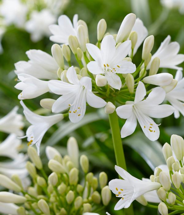 Schmucklilie 'Ever White', Landlust Kollektion