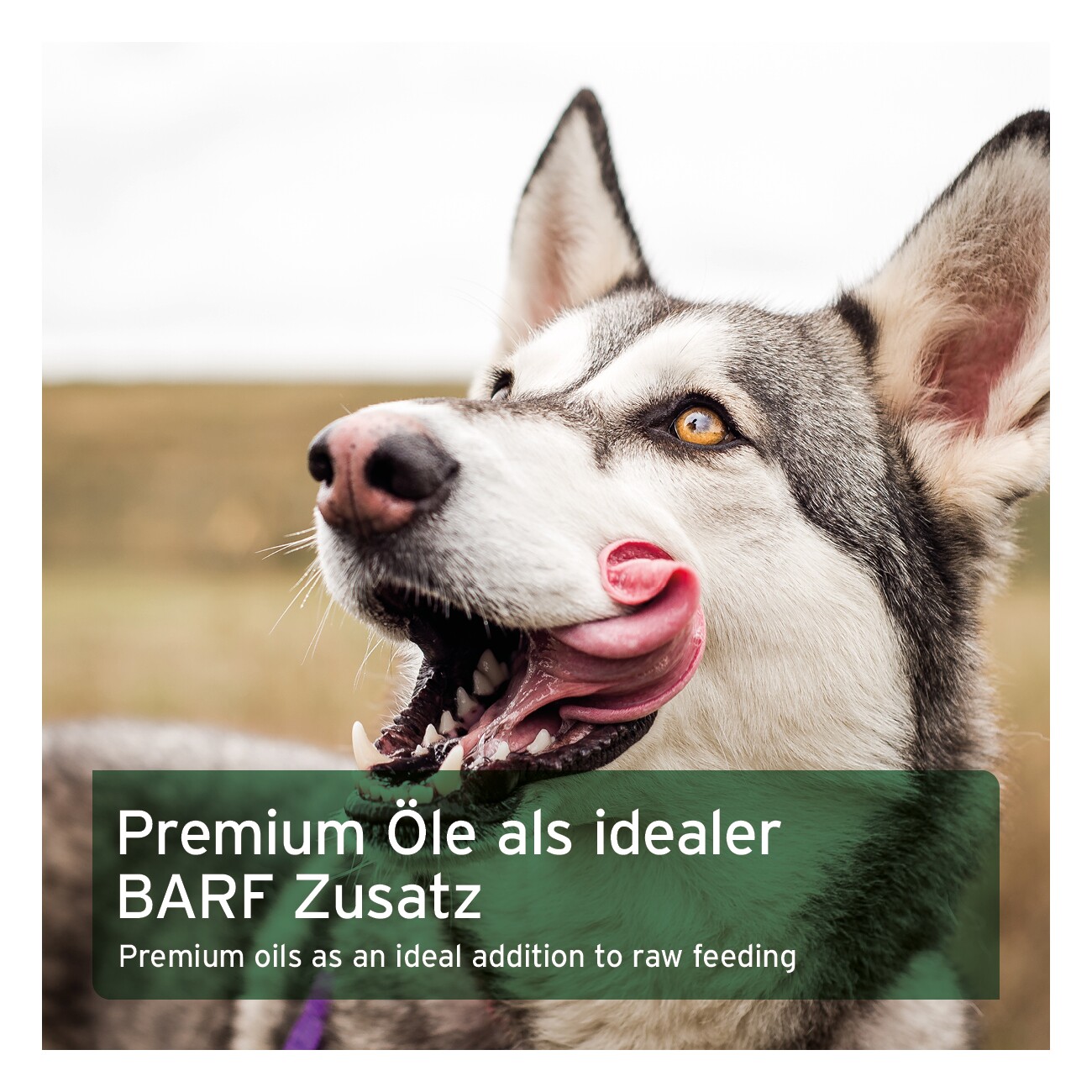 AniForte Futteröl Premium BARF-Line 500ml