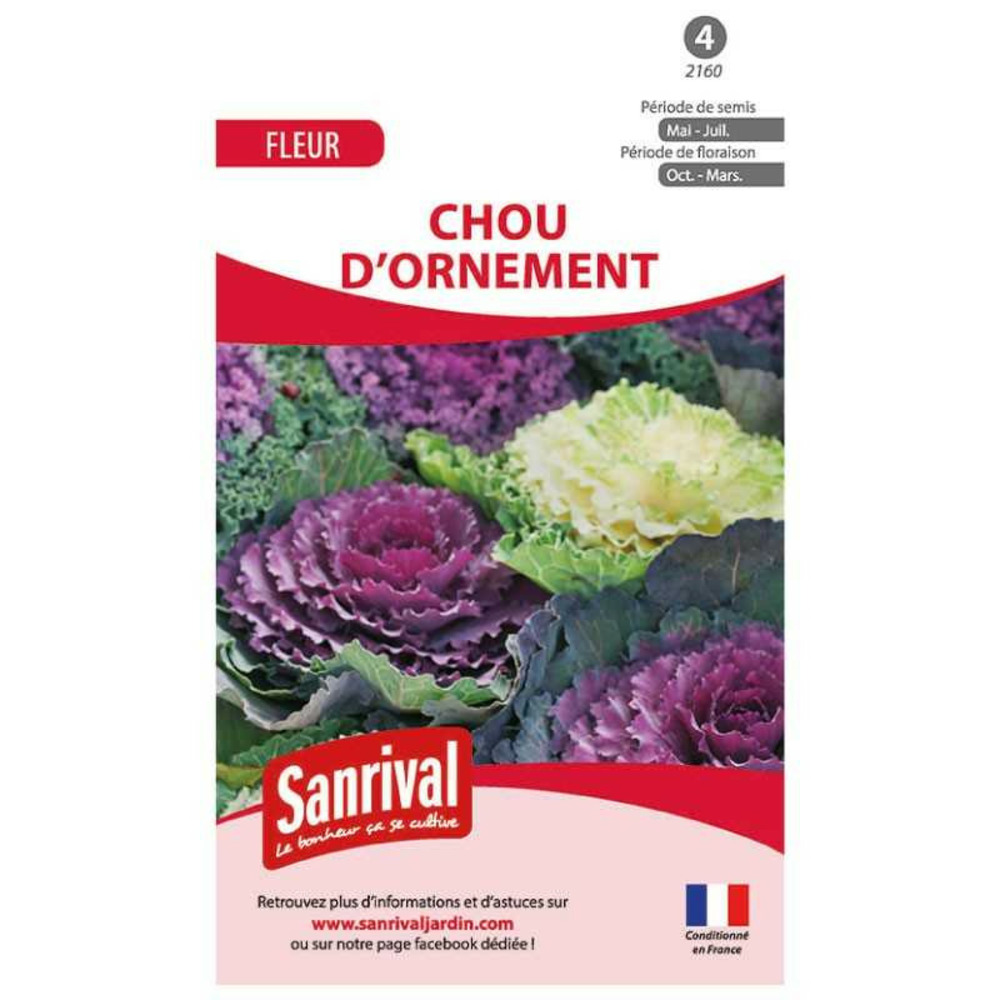Graines brassica - chou d'ornement
