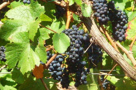 Weinbergwanderung Ahrweiler als Geschenkidee