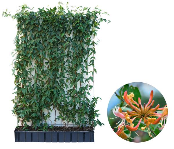 Hecke am laufenden Meter® Immergrünes