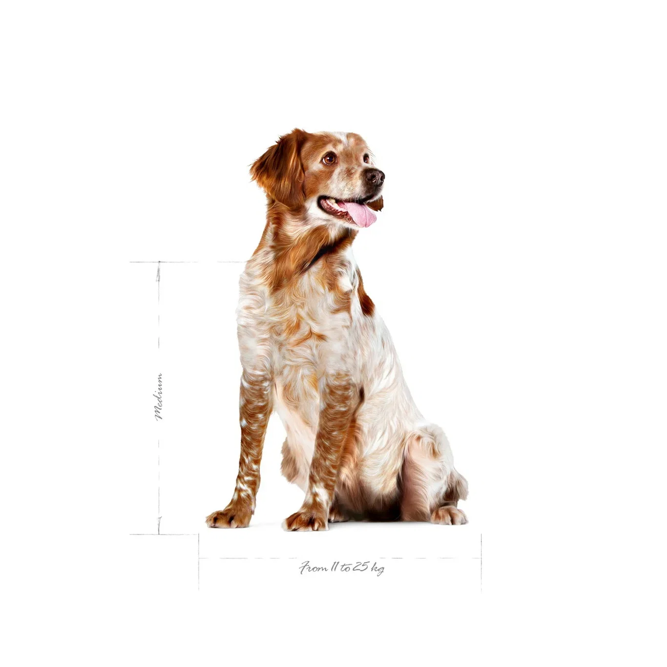 Royal Canin Royal Canin Medium Adult 7 4 kg