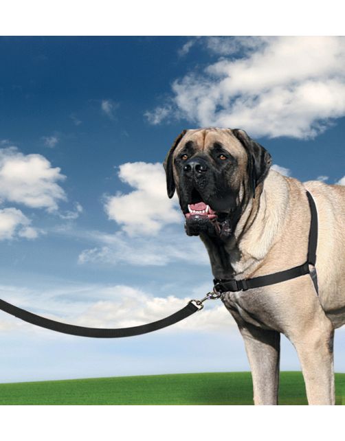 Petsafe Easy Walk Anti-Trektuig Zwart - Hondenopvoeding