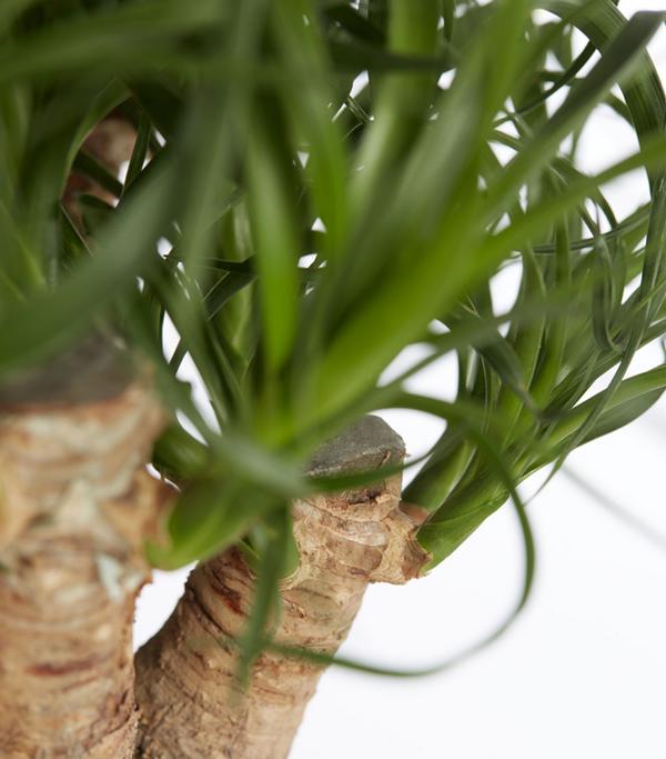 Elefantenfuß - Beaucarnea recurvata,