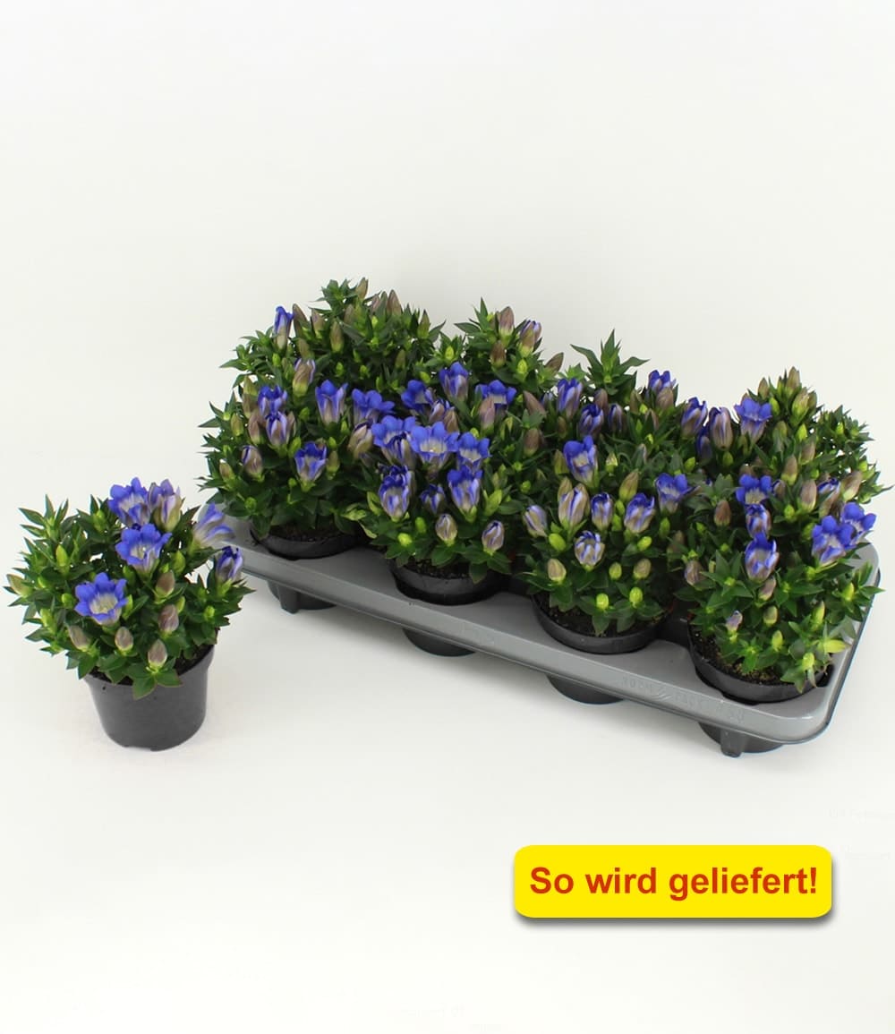 Enzian 'Rocky Blue'