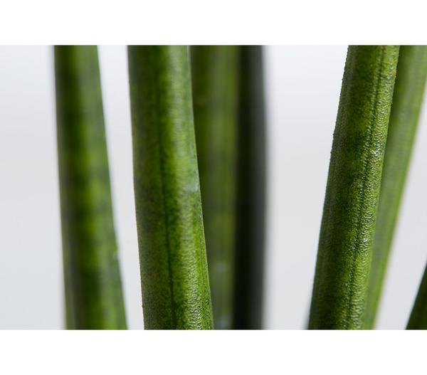 Bogenhanf - Sansevieria cylindrica 'Rocket'