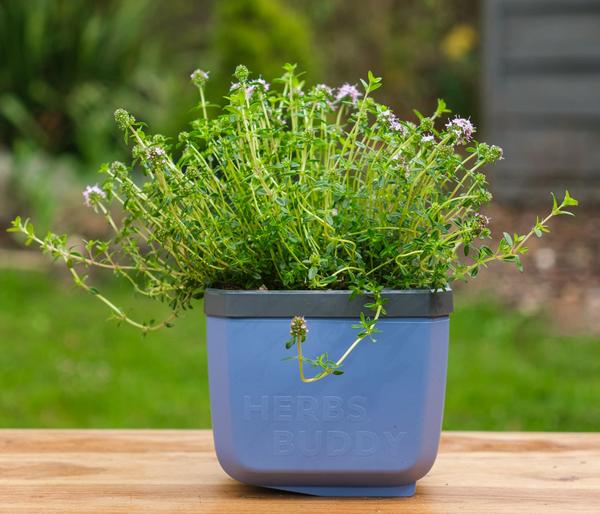 Gusta Garden Kräutertopf Herbs Buddy, ca.