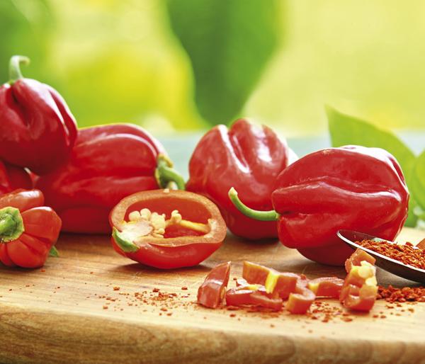 Chili 'Habanero', rot