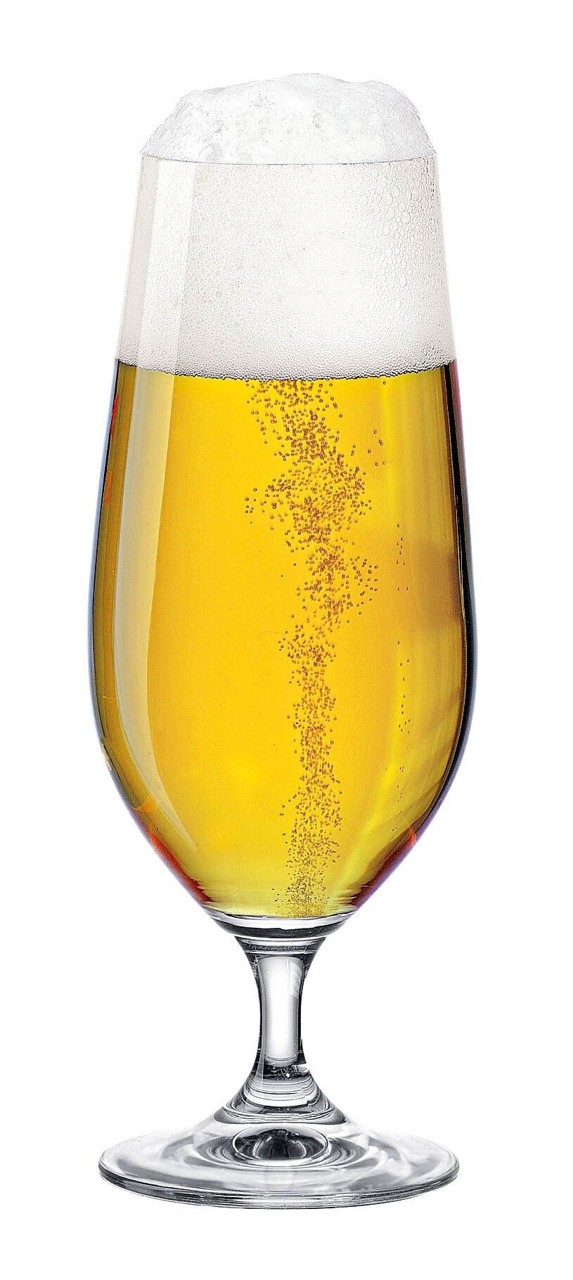 Biertulpe Clara