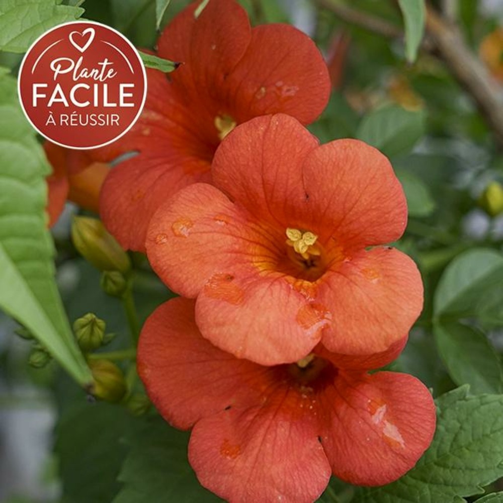 Bignone 'madame galen' - campsis tagliabuana 3l