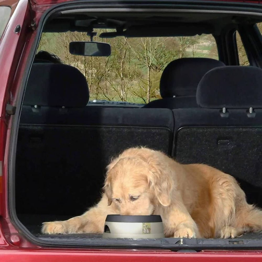 Bol à eau pour animaux de compagnie l gris lgrr