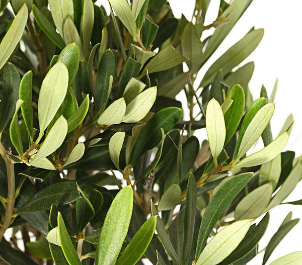 Olive, Stämmchen