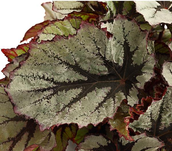 Blattbegonie - Begonia rex-Hybride,
