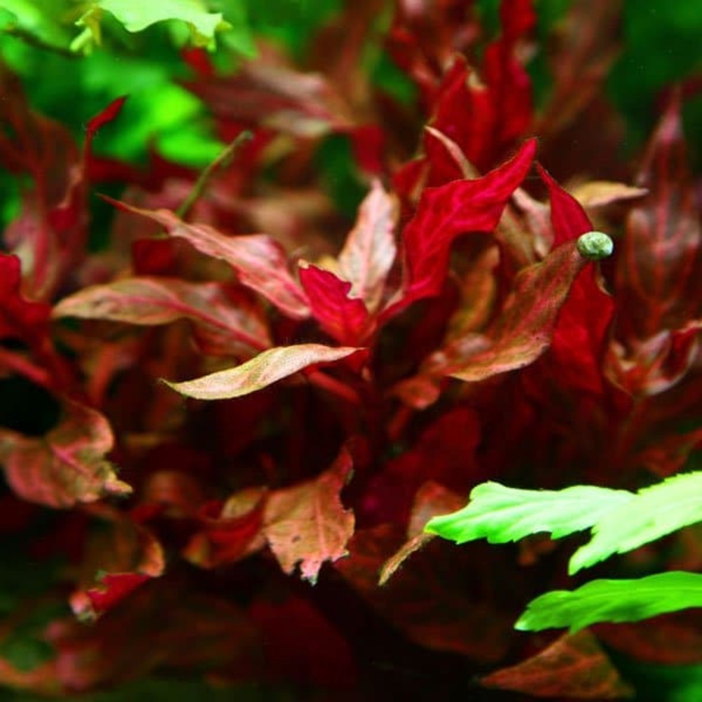 Alternanthera reineckii rosanervig