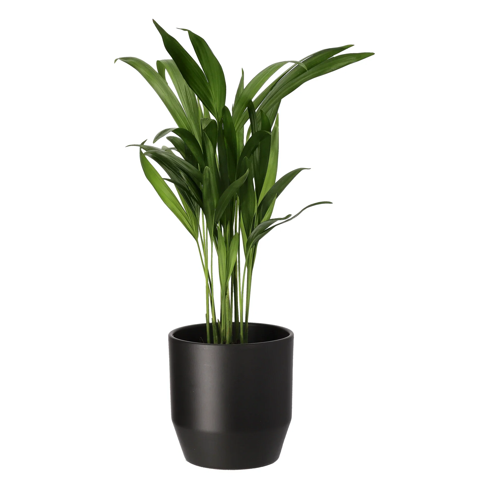 Dypsis lutescens Arekapalme Høyde 30 cm