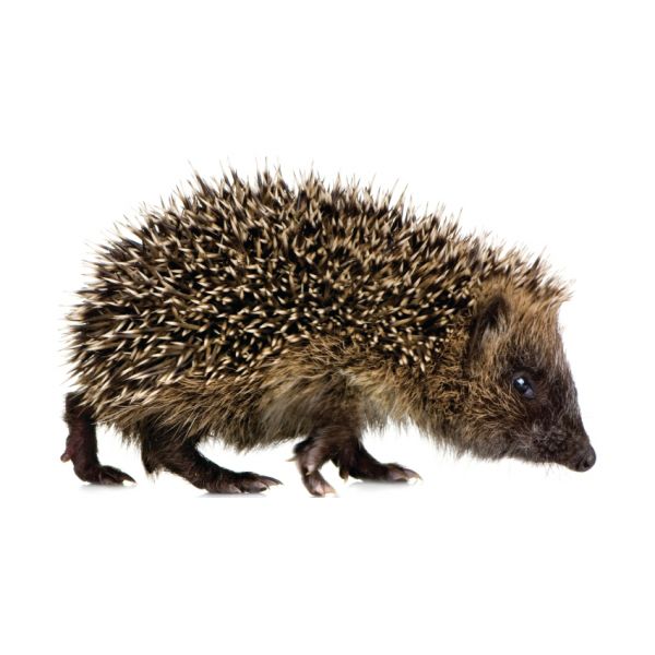 KEK AMSTERDAM Forest Friends Muursticker Hedgehog XL