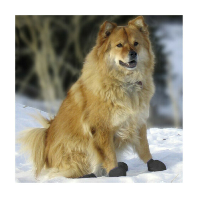 Chaussettes de protection Pawz pour chien