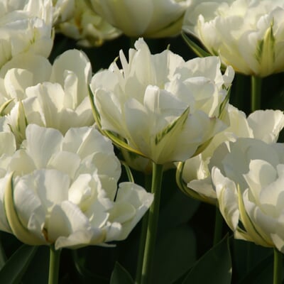 Tulpe 'Exotic Emperor'