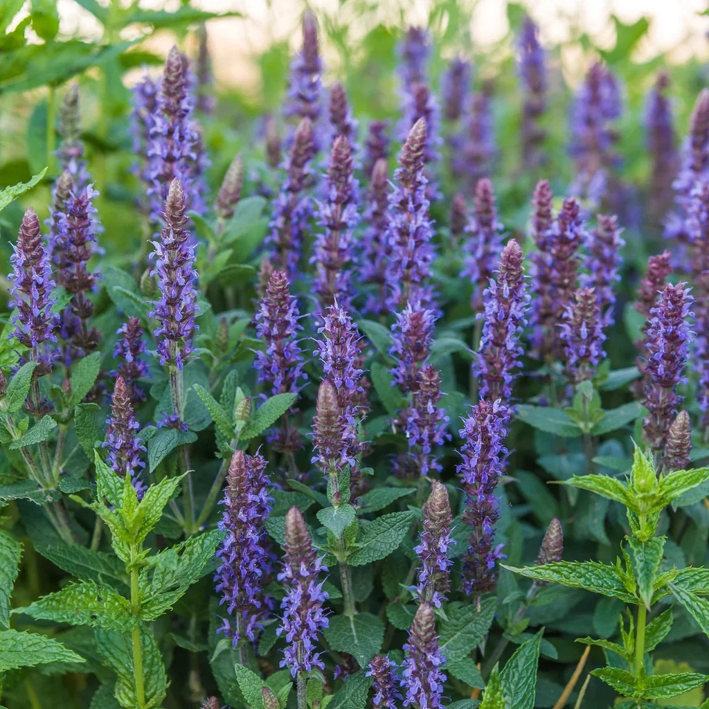 Salvia nemorosa 'Ostfriesland' Steppesalvie  'Ostfriesland' Ø11 cm