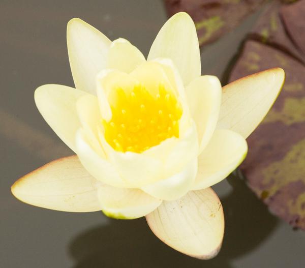 Seerose, ca. Ø11 cm