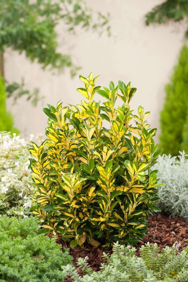 Japanse Kardinaalsmuts (Euonymus japonica 'Aureus') D 30 H 120 cm