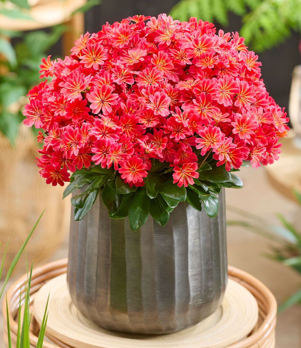 Lewisia 'Sunset Glow®'