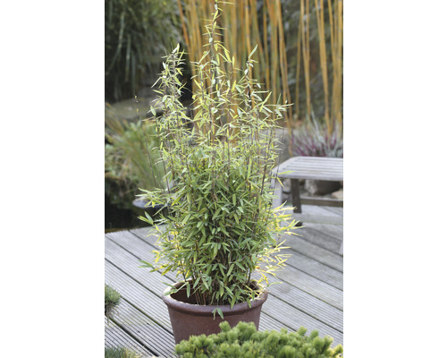 Bolvormige tuinbamboe Fargesia nitida Volcano H 30-40 cm Co 2 L