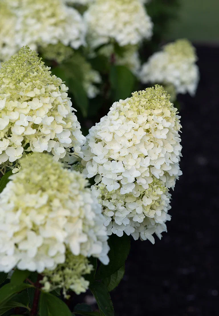Hydrangea paniculata LIVING SUGAR RUSH® Syrinhortensia LIVING SUGAR RUSH® Ø23 cm