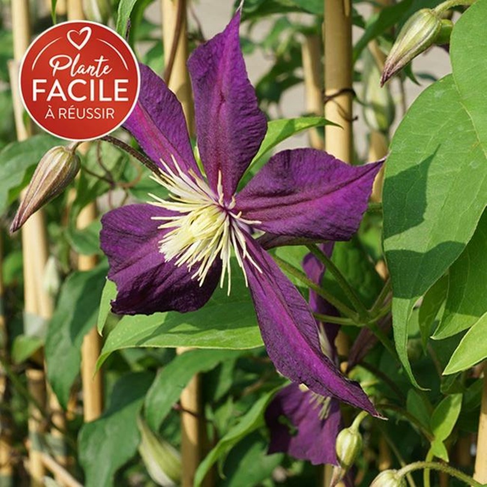 Clématite italienne 'mikelite' - clematis viticella 3l
